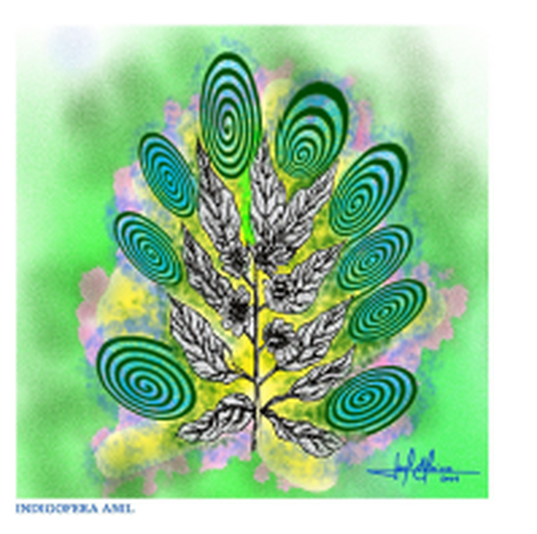 Ilustração da aura da planta Indigófera anil