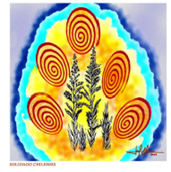 Ilustração da aura da planta Solidago chilensis